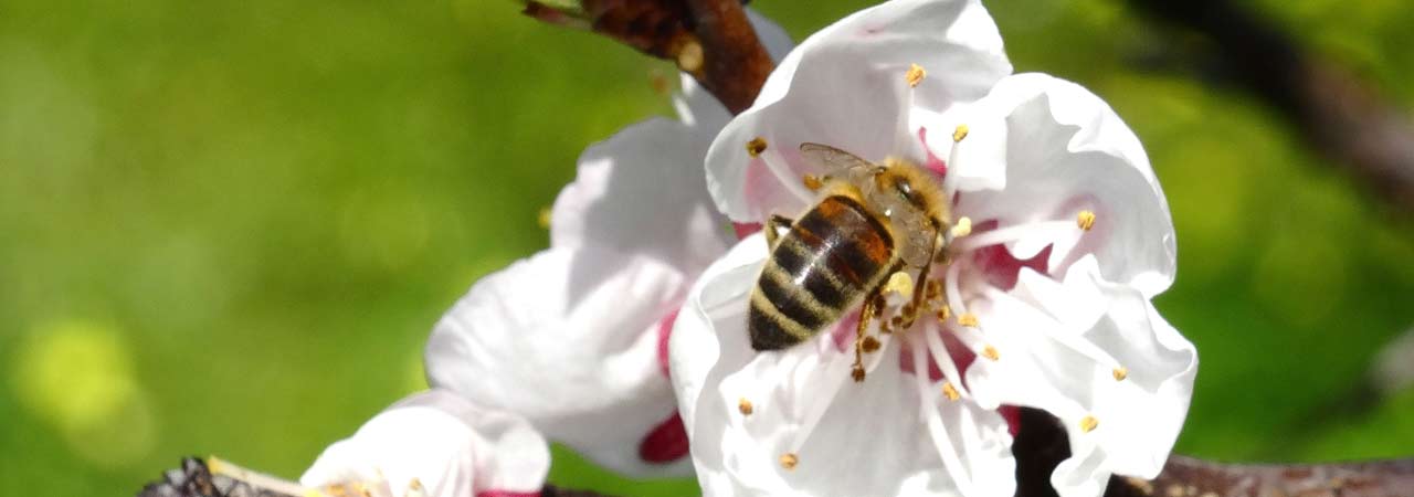 Biodynamic Bee