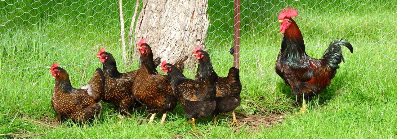 Biodynamic Chickens